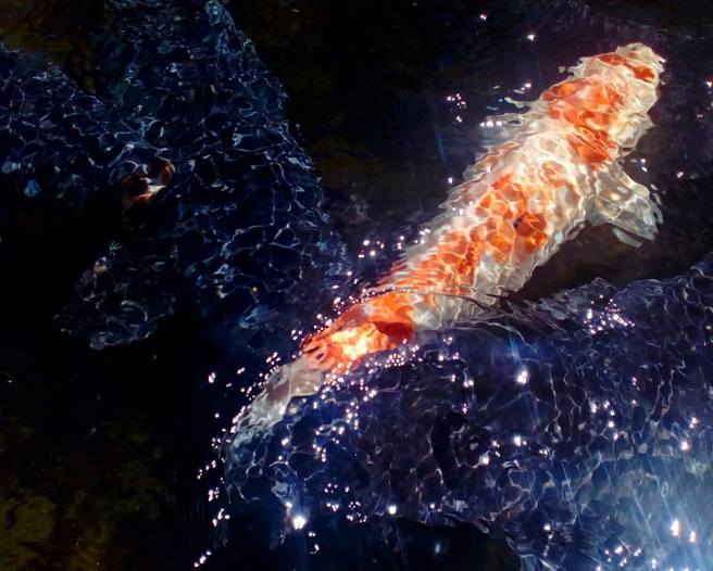 13177993_10156824859670316_4469976377160302861_n