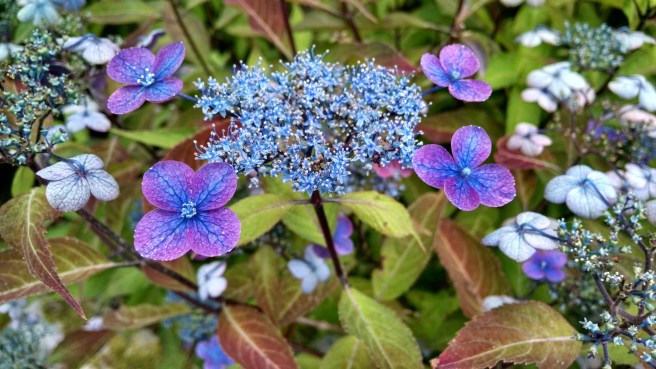 IMG_20160702_161926595_HDR